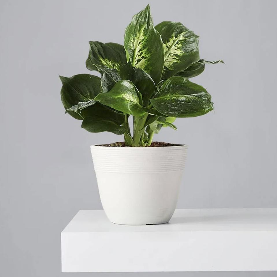 Indoor Potted Plants Low Light