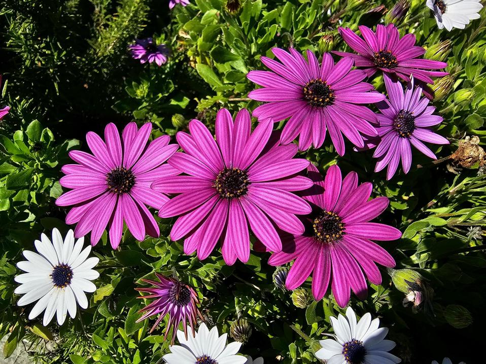 Samsung Galaxy S23 Ultra macro image