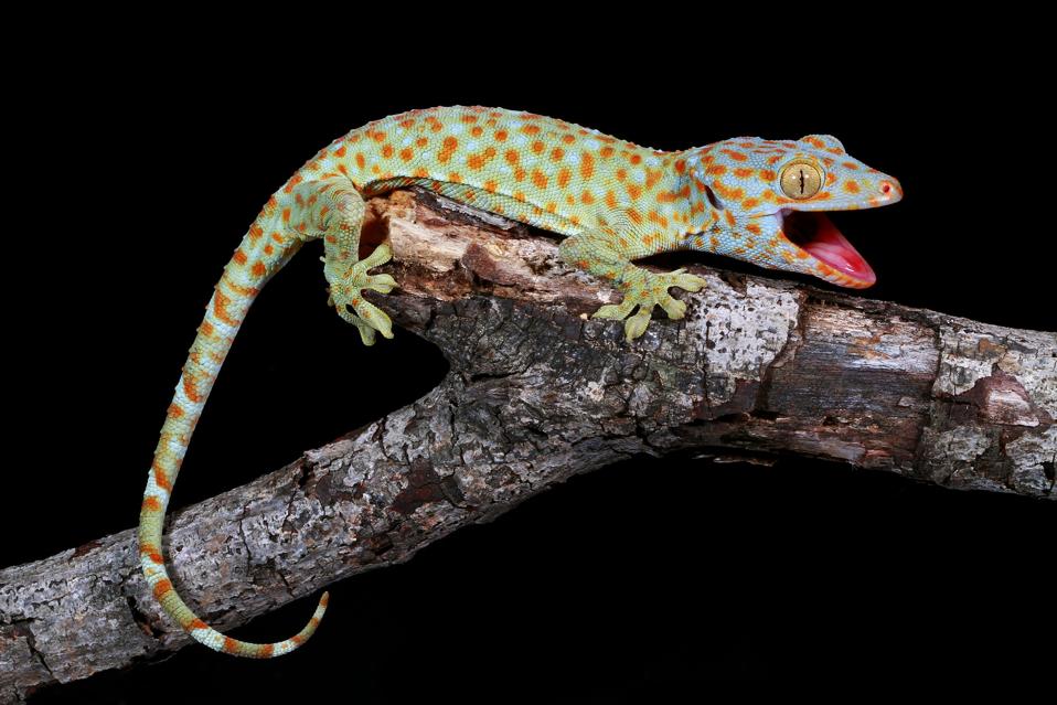 Portrait of a Tokay gecko on a branch, West Java, Indonesia