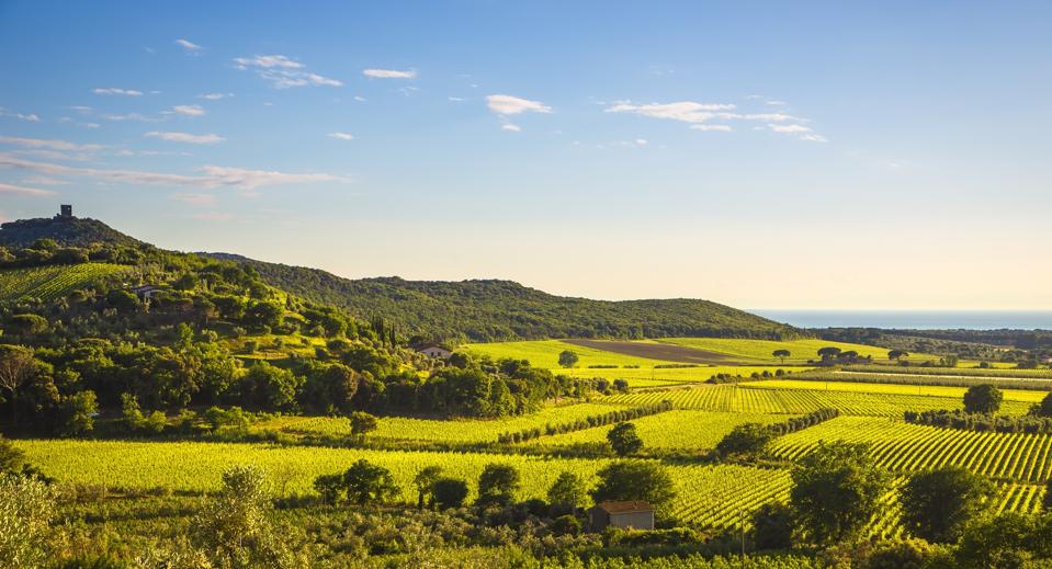 Bolgheri and Castagneto vineyard aerial view at sunset. Maremma Tuscany, Italy
