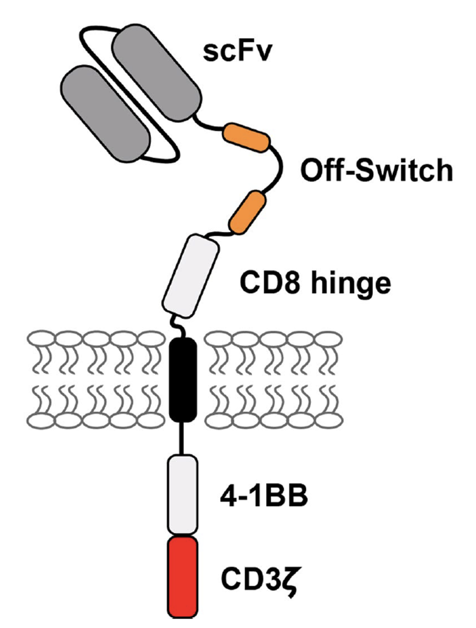 2nd Gen CAR T design with integrated off-switch