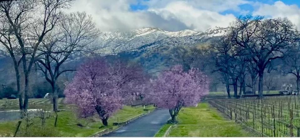 Rare Snow Fall in Napa Valley During Premiere Napa Valley in Feb. 2023