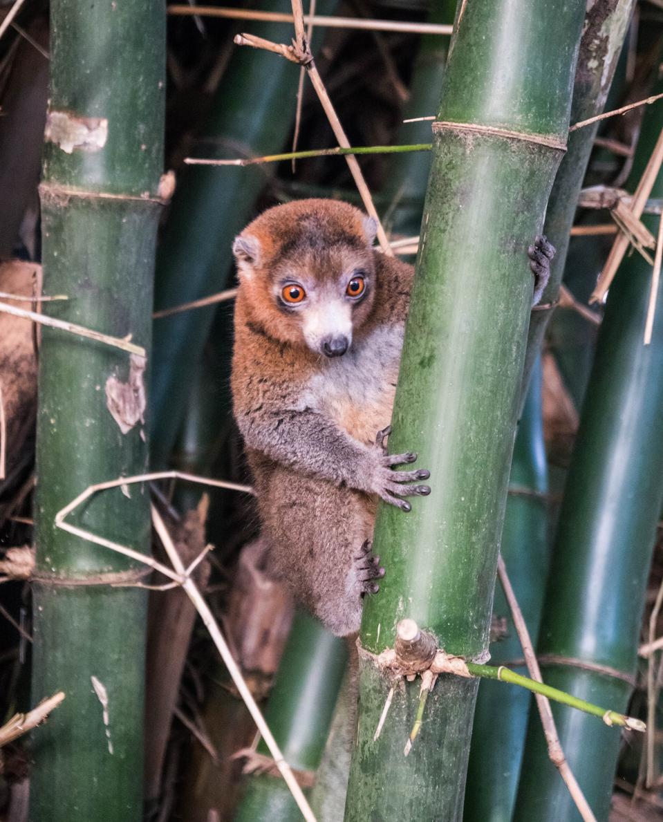 Mongoose Lemur Mohéli