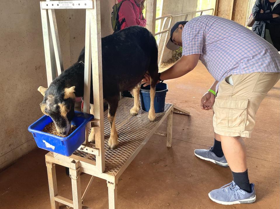 milking goats at sweetland farms Hawaii