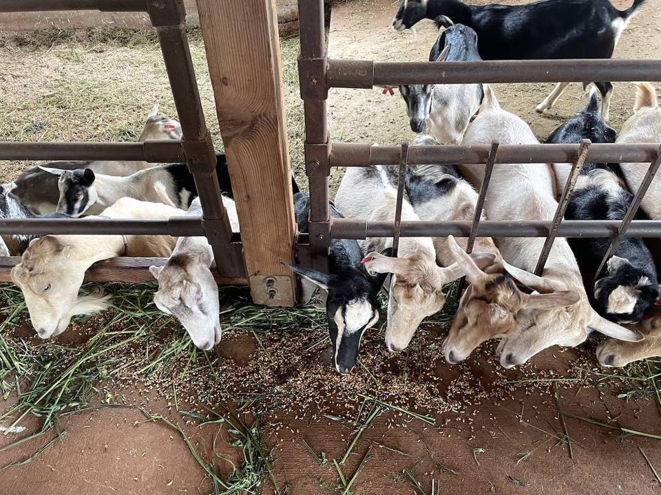 Sweetland Farms goats Hawaii