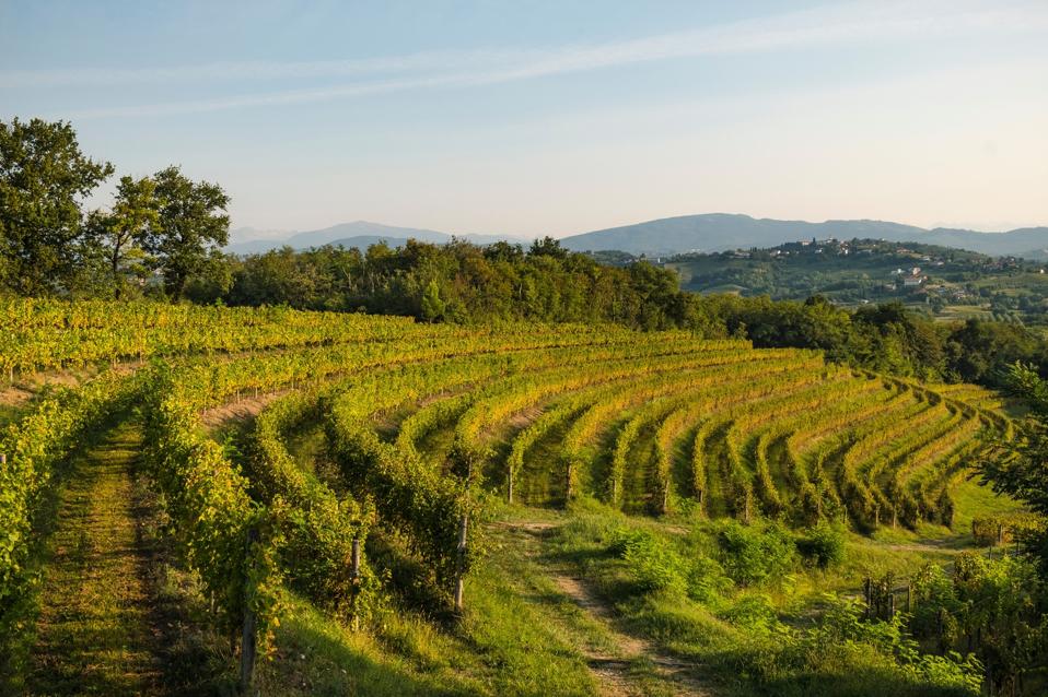 Russiz Superiore Cru vineyard Photo courtesy of Tiziano Biagi