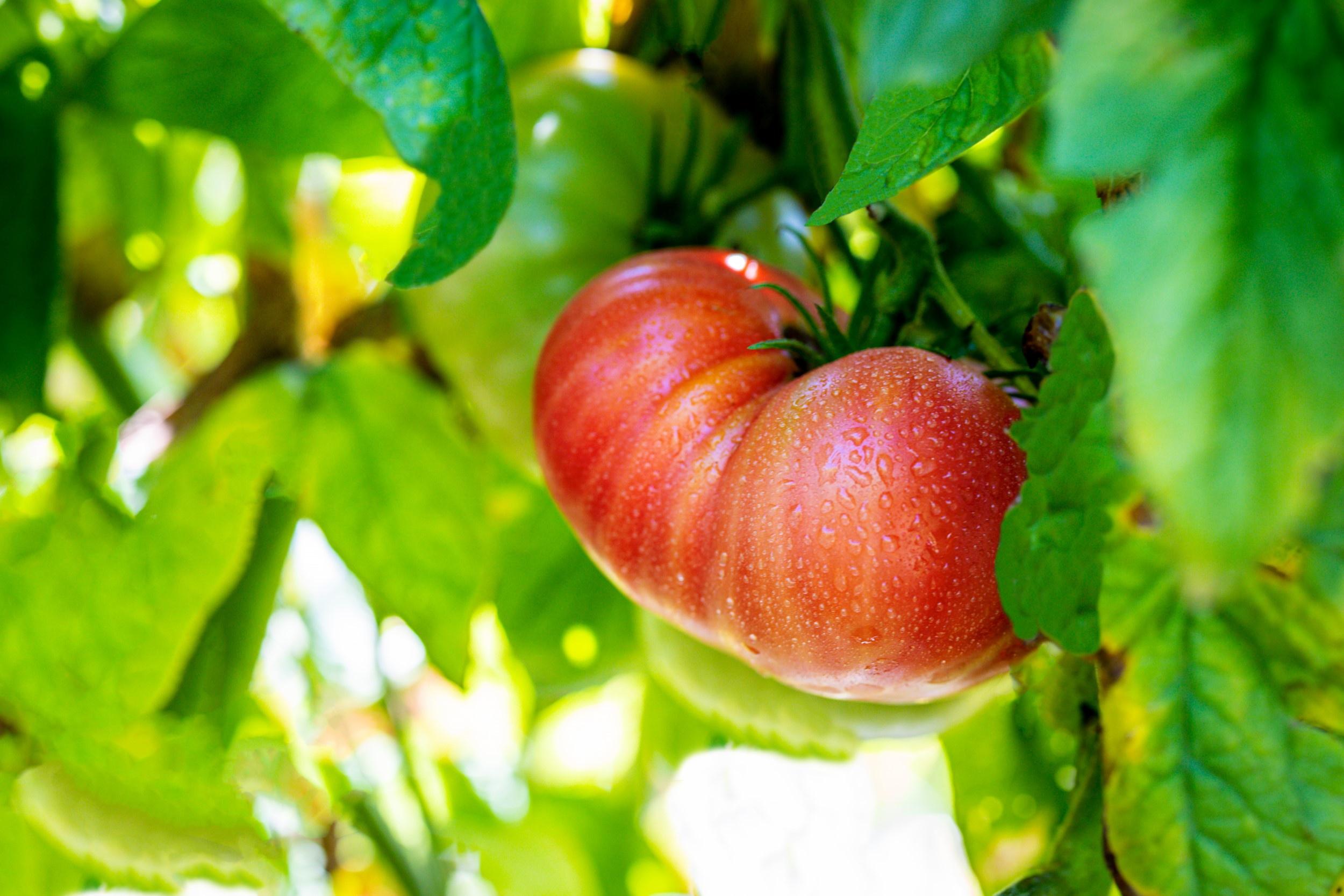 A Summer Swell tomato on the vine.
