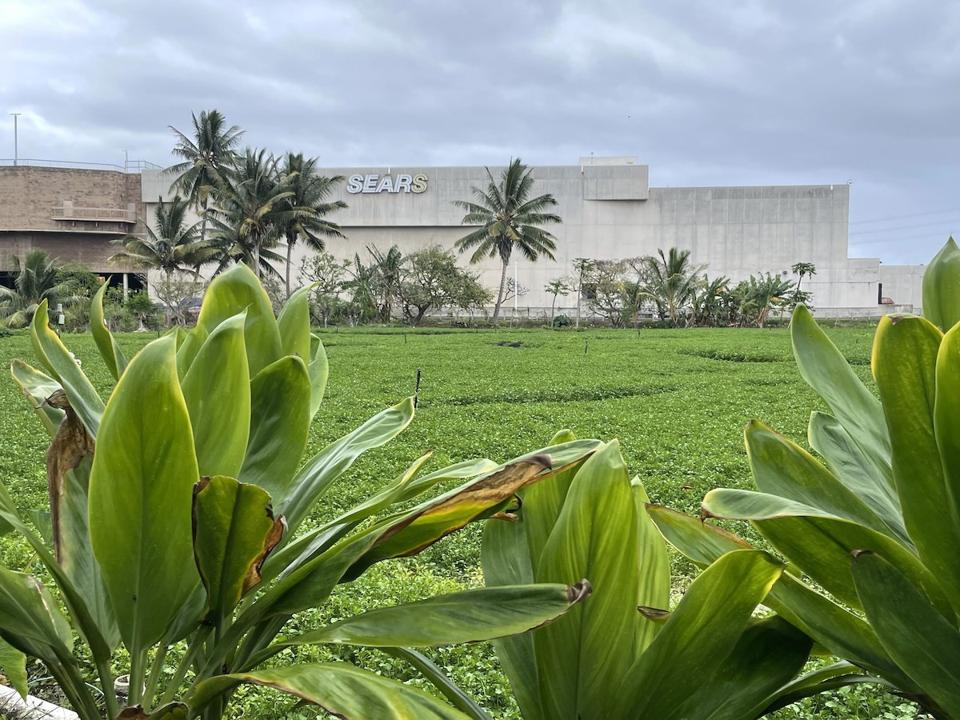 Sumida Farm Sears Hawaii