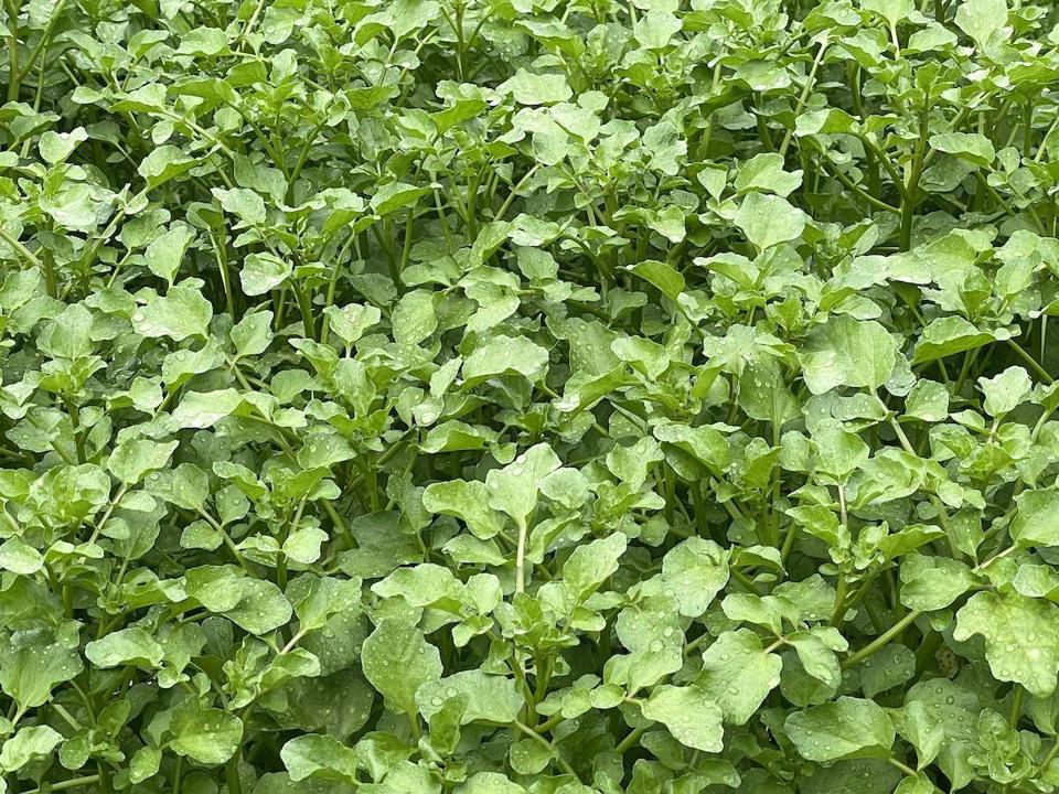 Sumida Farm watercress Hawaii