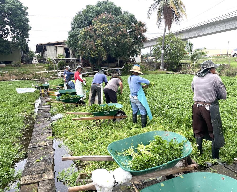 Sumida Farm Hawaii
