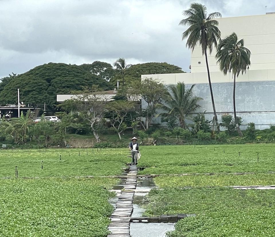 Sumida Farm Hawaii