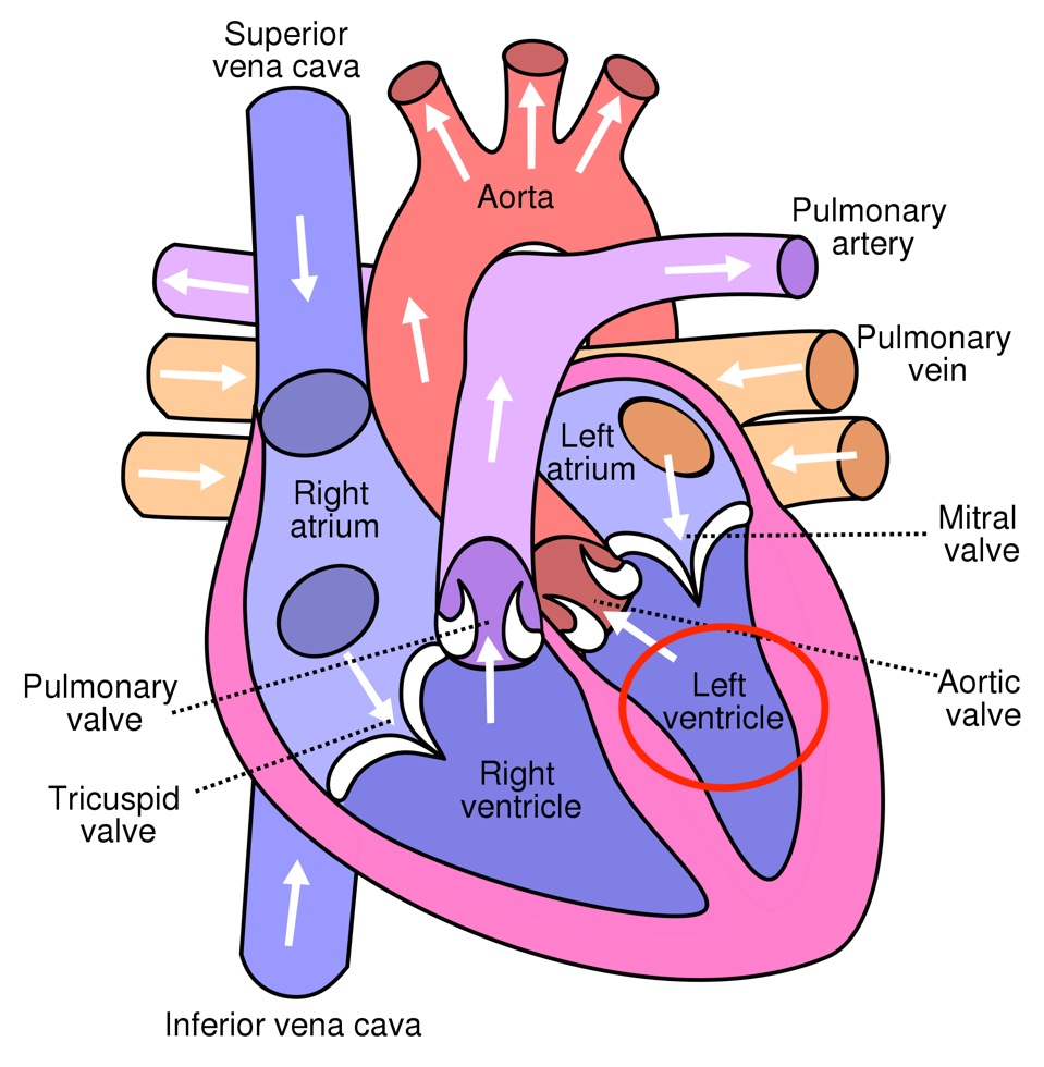 Diagram of the Heart