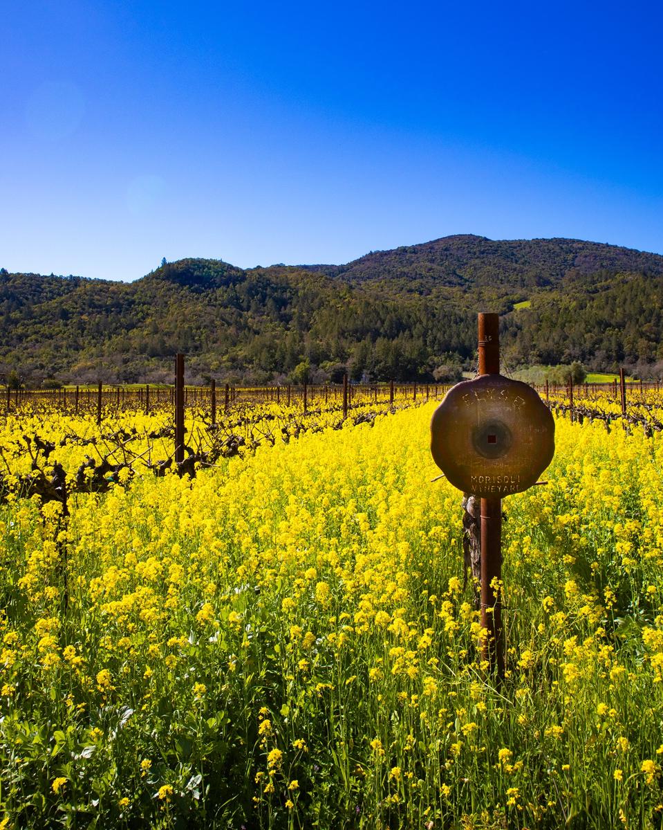 Elyse Lot Marker on the Morisoli Estate Courtesy of Elyse Winery
