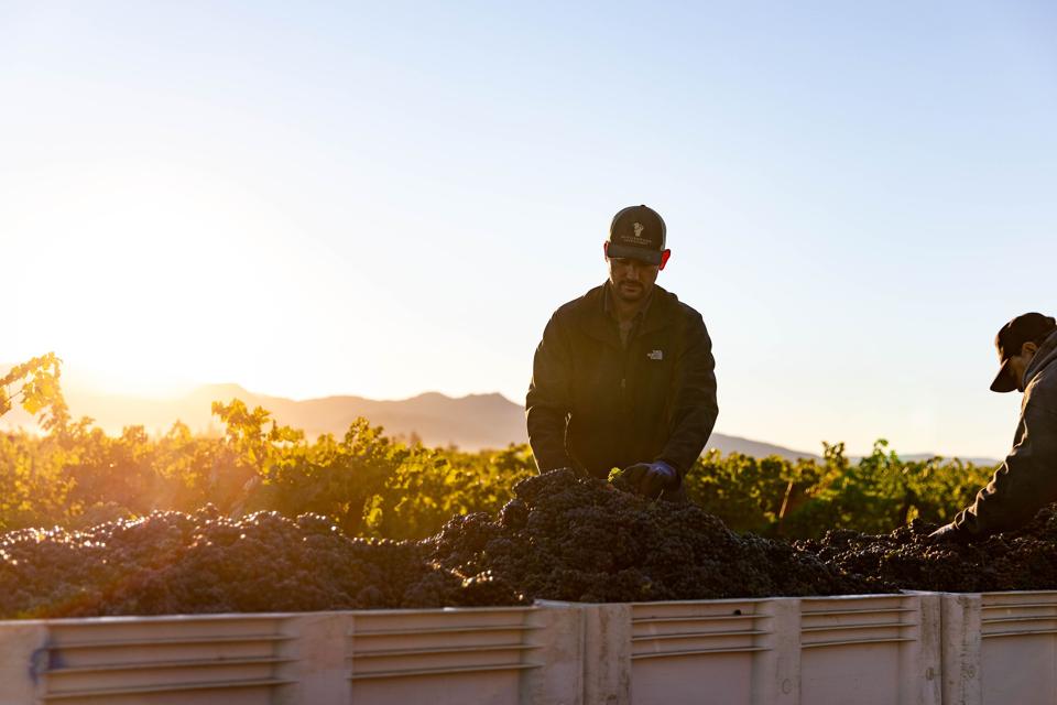 Chris at Harvest Photo Credit Madison Scarlata