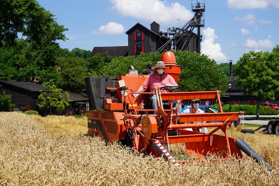 A wheat field being harvested with a tractor