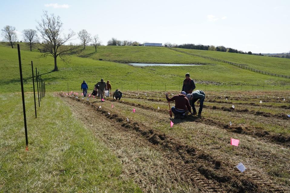 People on a large field planting tree saplings