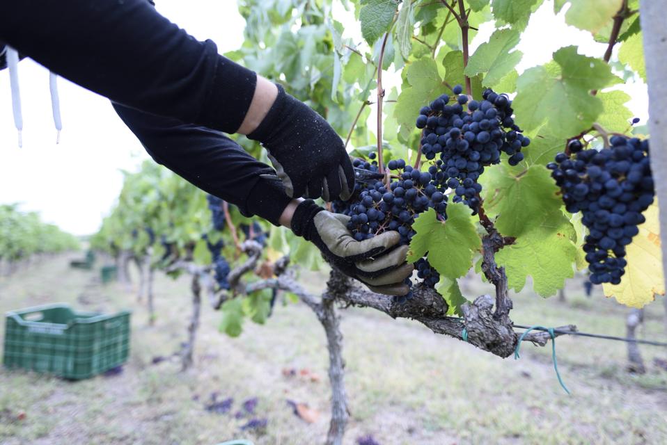 harvesting xinomavro at alpha estate