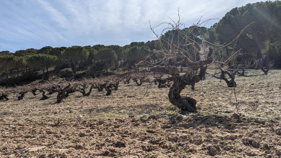 Oldest vineyard at Vegas Sicilia planted in 1890 Photo Credit Tempos Vega Sicilia