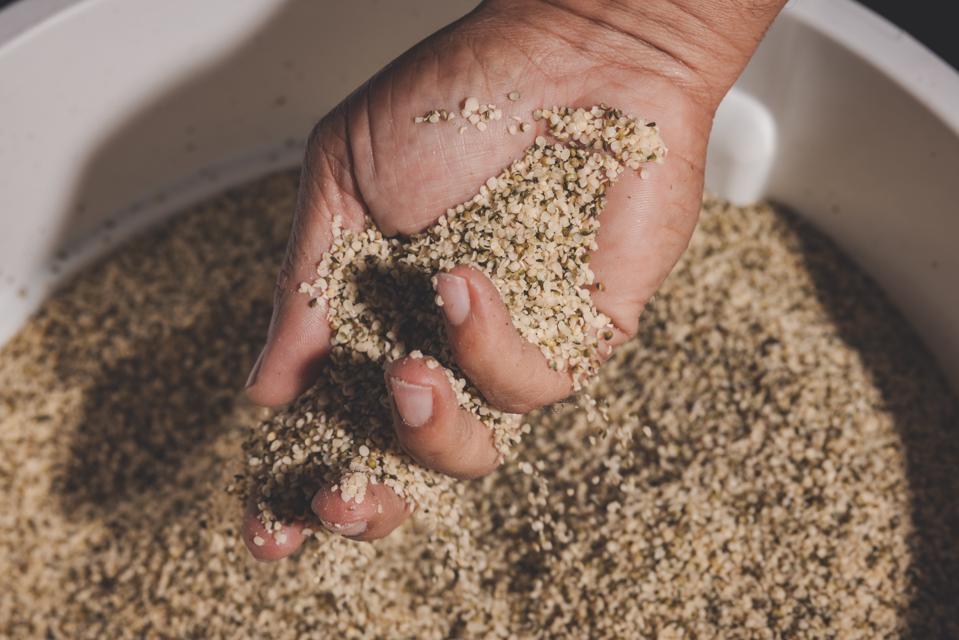 A  hand holding hemp seeds