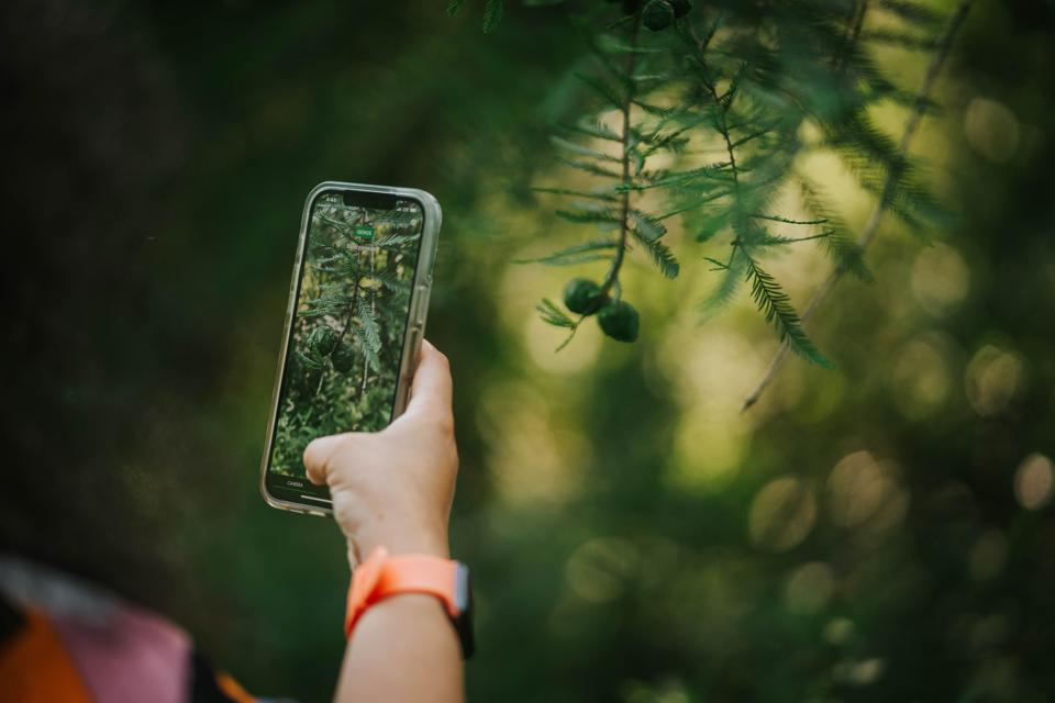person holding a cellphone using a plant identification app trying to identify a plant