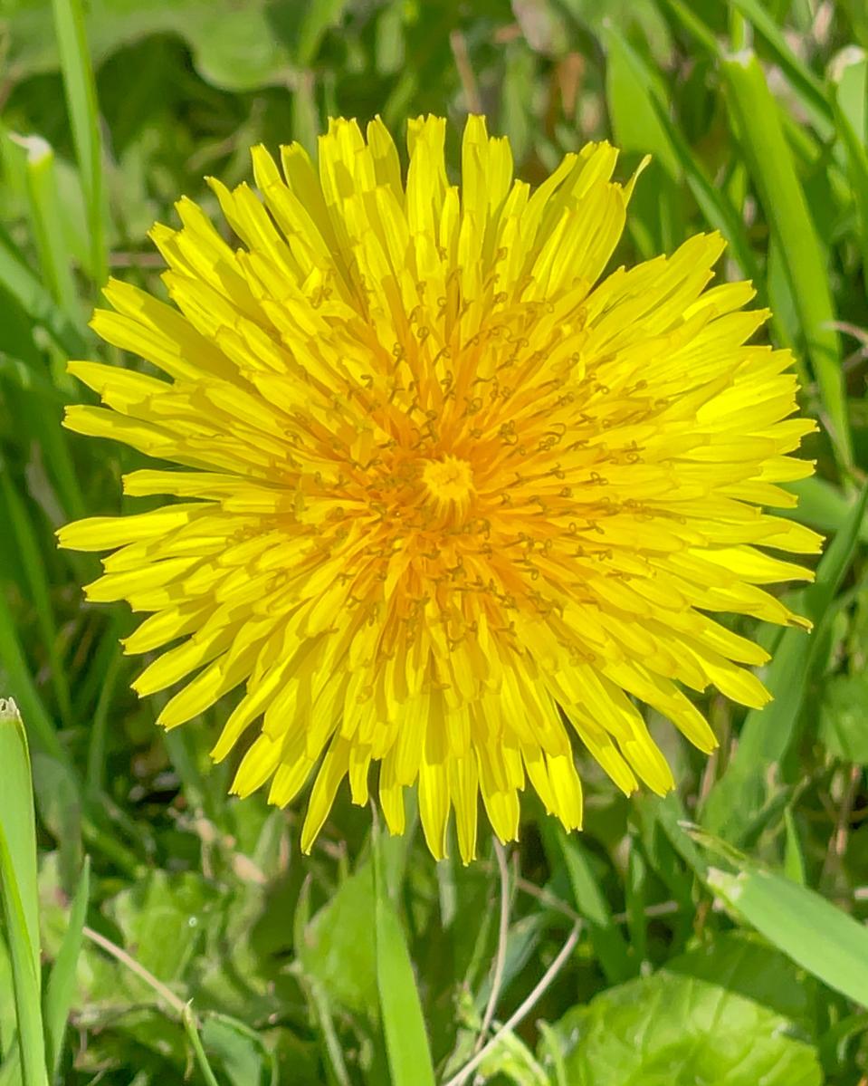 foraging-for-dandelions-flower-1