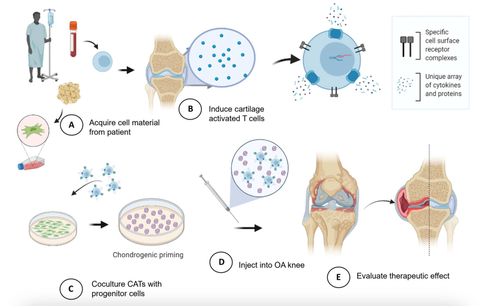 Osteoarthritis treatment development