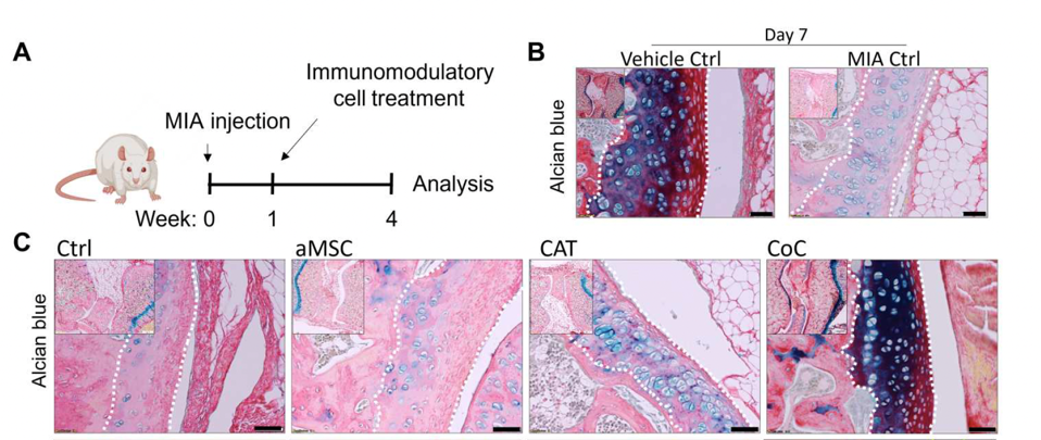Rat model osteoarthritis