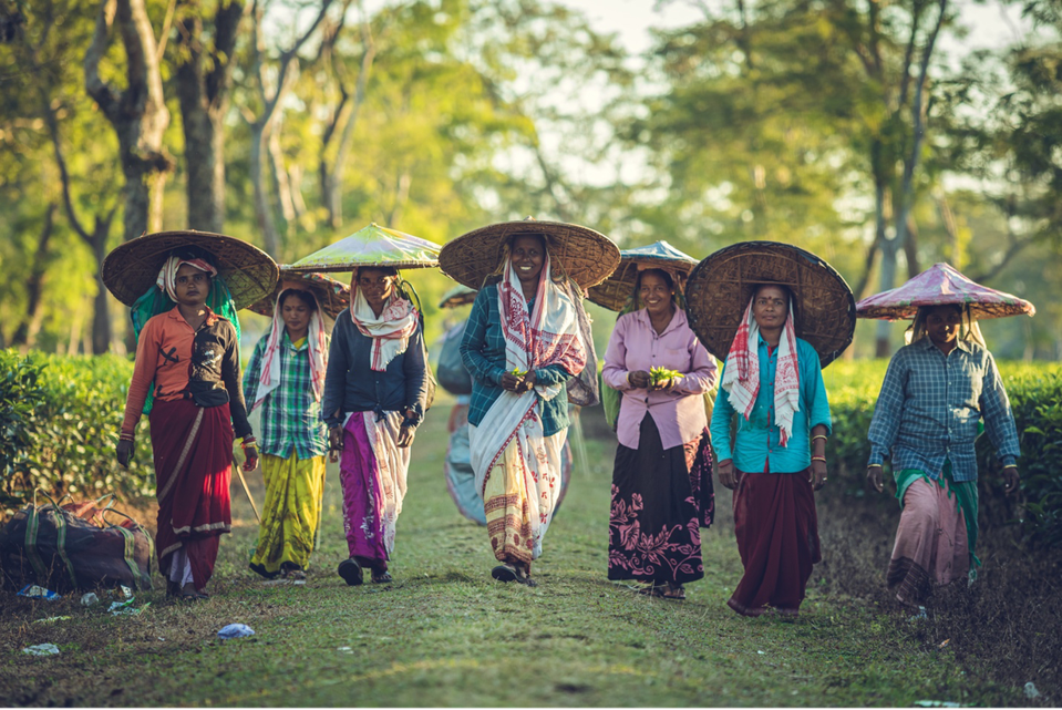 Groups of tea pluckers making their way home in Assam