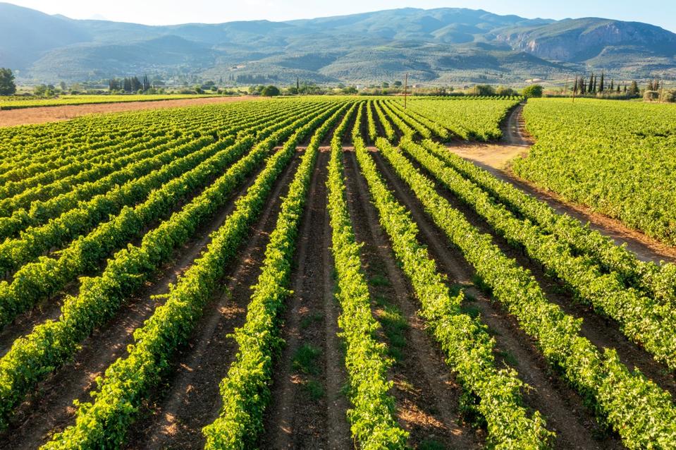 Vineyards in a row on the wine producing area of Nemea, Greece