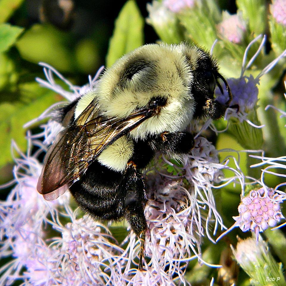 Eastern_Bumble_Bee_(Bombus_impatiens)_(6489709385) (Credit: Bob Peterson / CC BY-SA 2.0)
