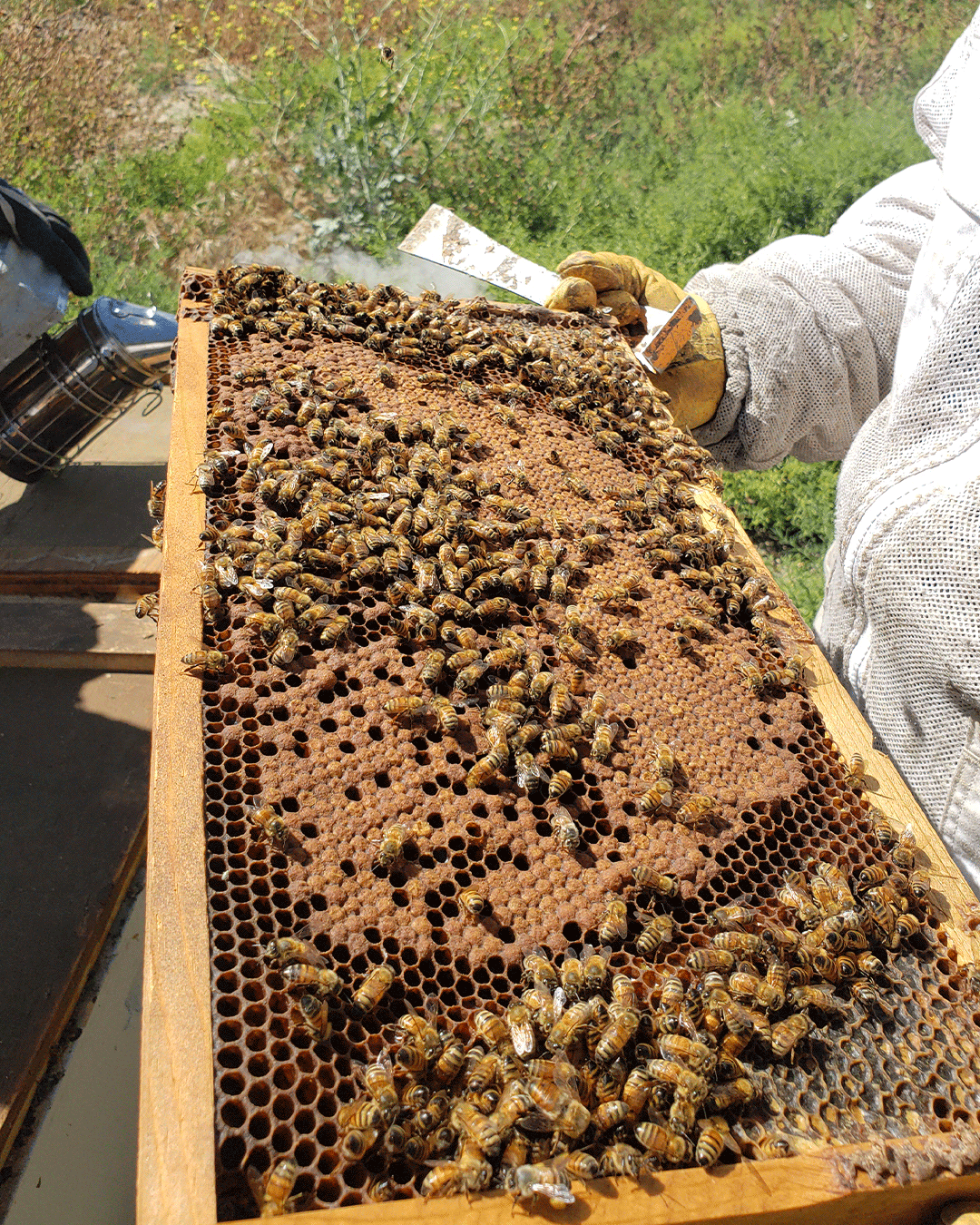 Inside A Billionaire Bee Colony