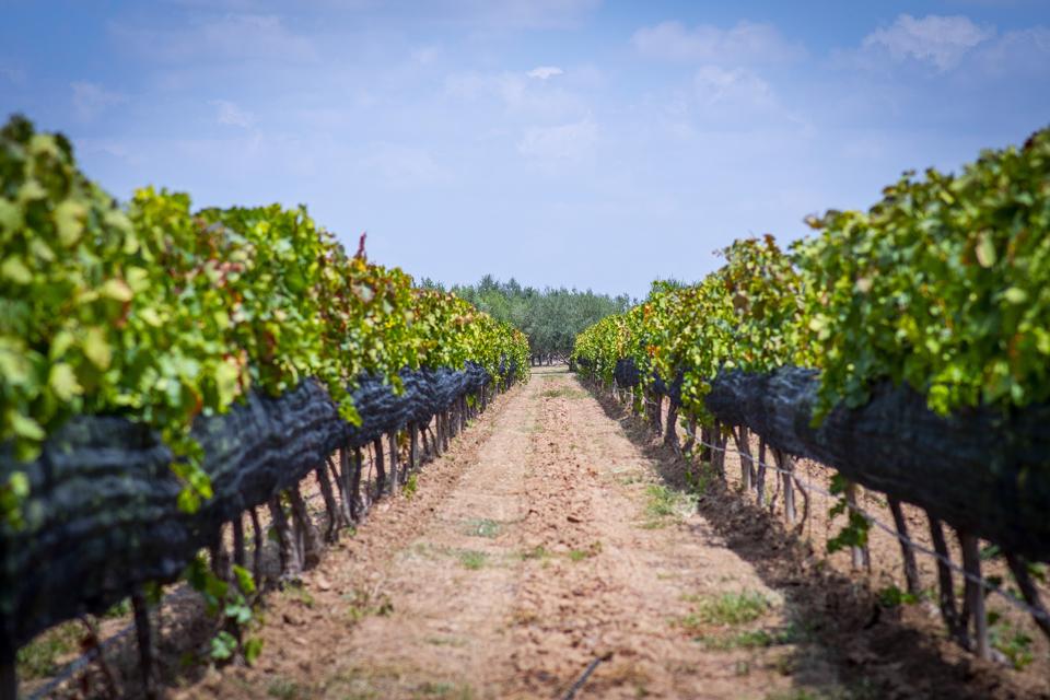 A row of grapevines in Guanajuato state, Mexico.