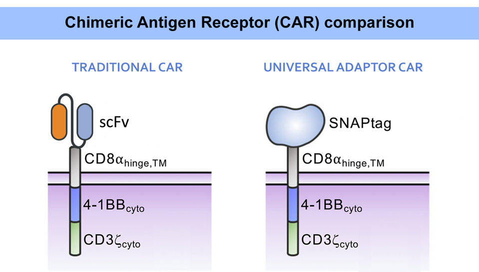 Comparison of scFV CAR and SNAPtag CAR