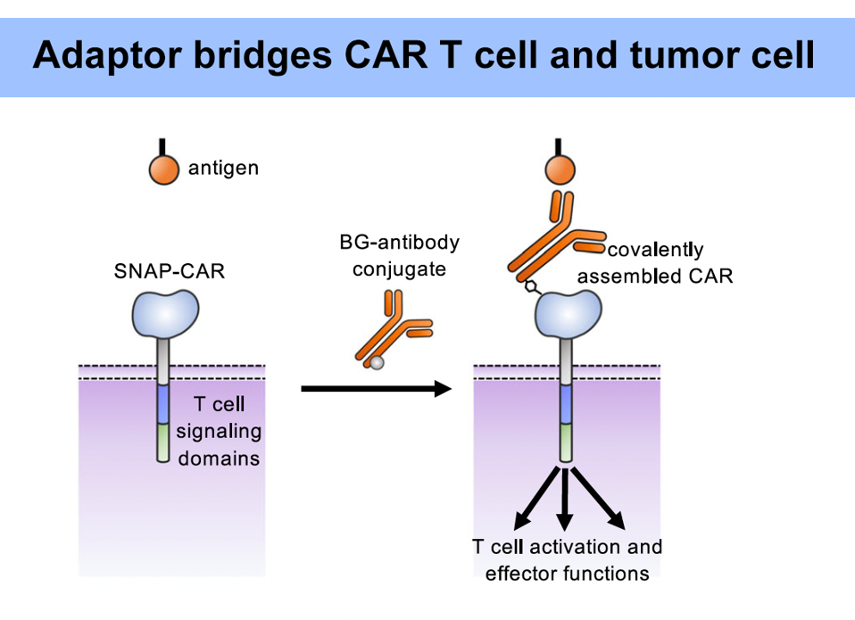 Adaptor (BG-antibody conjugate) bridges CAR T cell and tumor cell