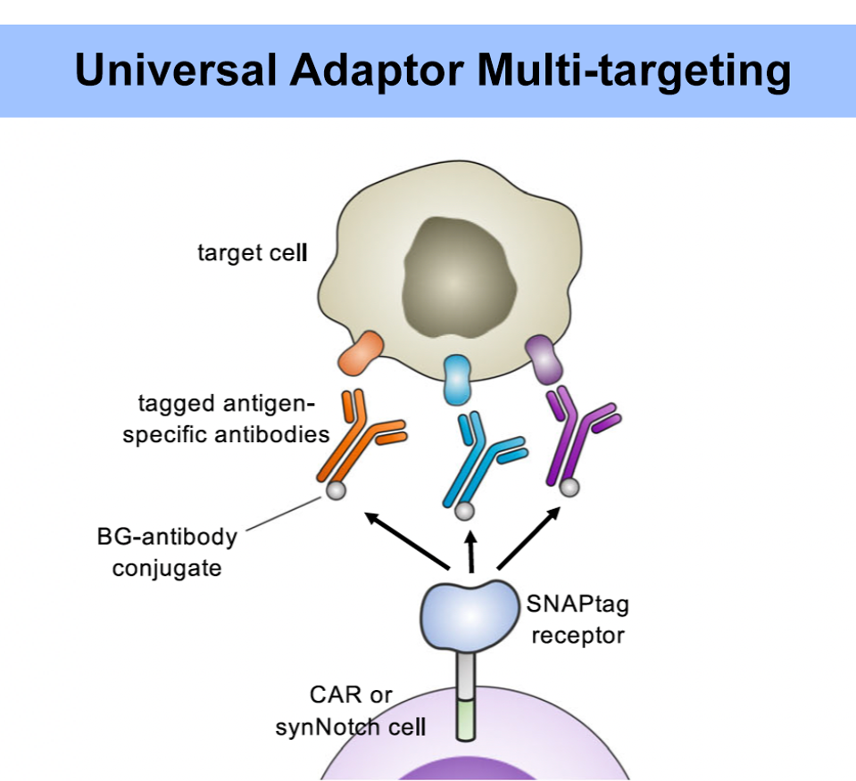 Adaptor allows for CAR T to target multiple antigens