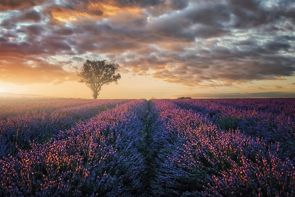 Beautiful purple lavender field