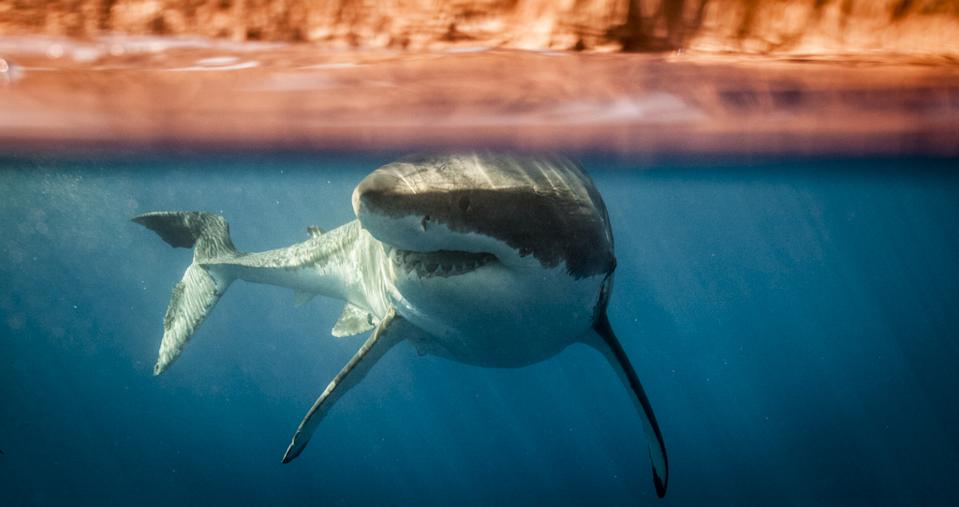 Great white shark swimming in Guadalupe Island