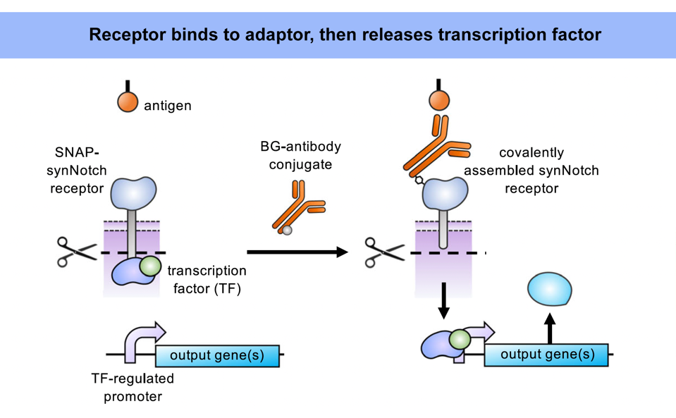 SynNotch receptor releases a transcription factor