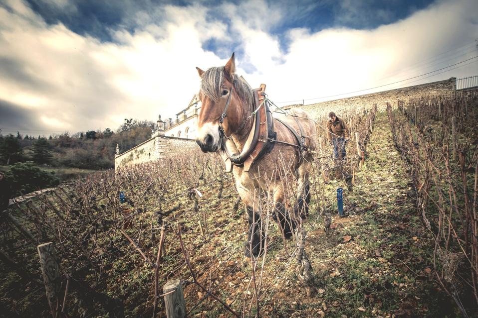 Horse Plowing the Vineyard at Chateau Gris in Burgundy