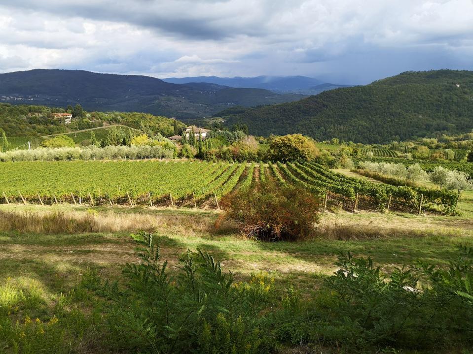 Vineyards in Chianti Rufina, Florence province, Tuscany