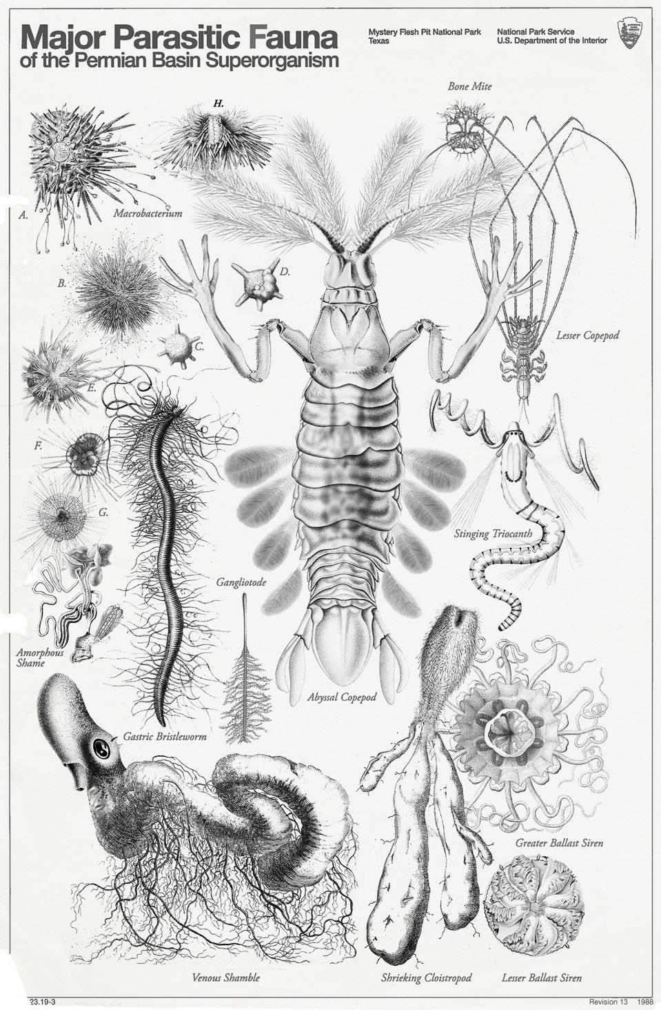 Wildlife_Poster