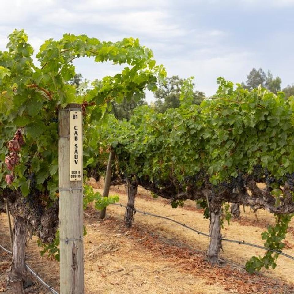 BV Cabernet Sauvignon vineyard