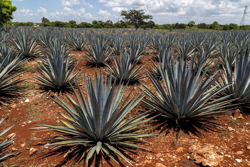 Agave plantation. Growing mezcal.