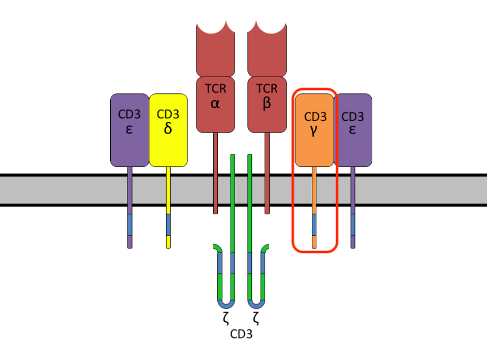 TCRComplex