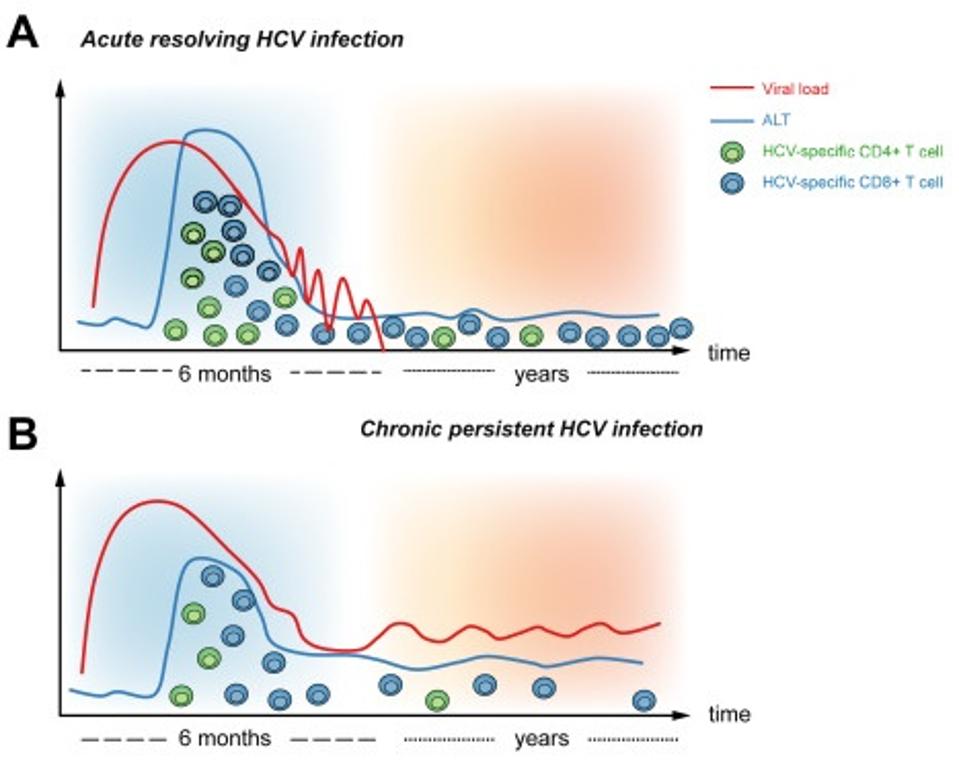 comparison time graph of HCV t-cell responses in acute clearance vs chronic cases