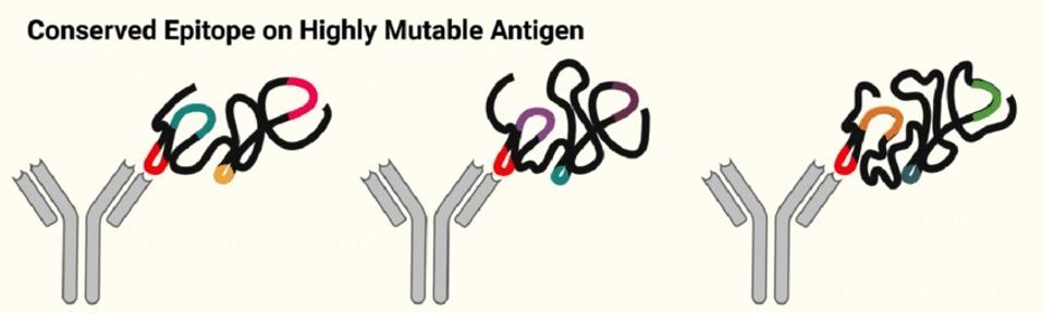 diagram of conserved epitopes