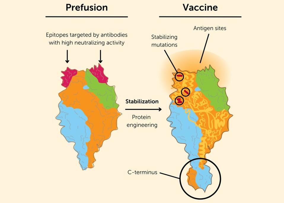 Diagram of a pre-fusion antigen and a vaccine developed pre-fusion antigen