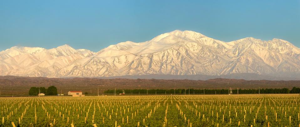 Vineyards and mountain snow