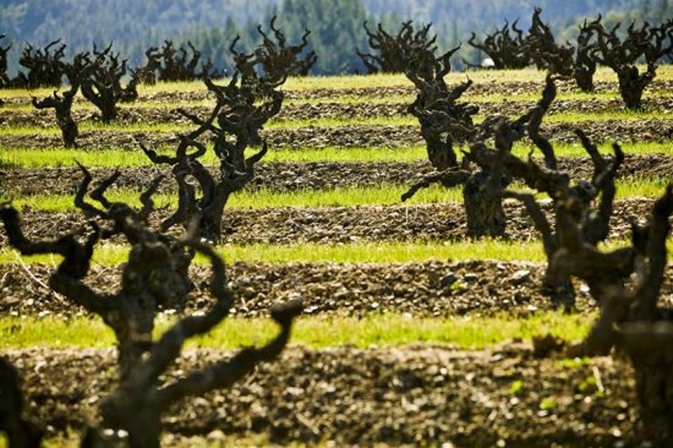 Head-trained-old-vine-zinfandel-from-one-of-Dry-Creek-Valleys-famous-vineyards