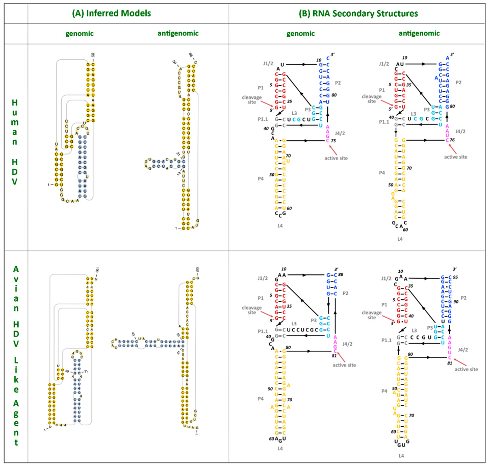 Hepatitis D Virus-Like Agents Are Ubiquitous Throughout The Animal Kingdom